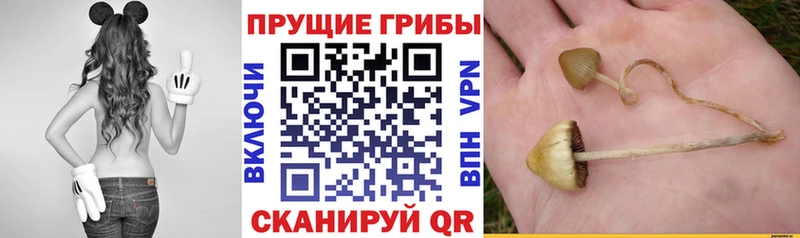 Галлюциногенные грибы мухоморы  Певек 